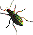 crawlingbug.gif