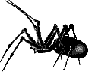 spider.gif